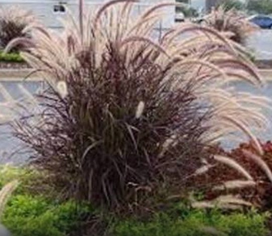 Grass Fall Rubrum 4.33"