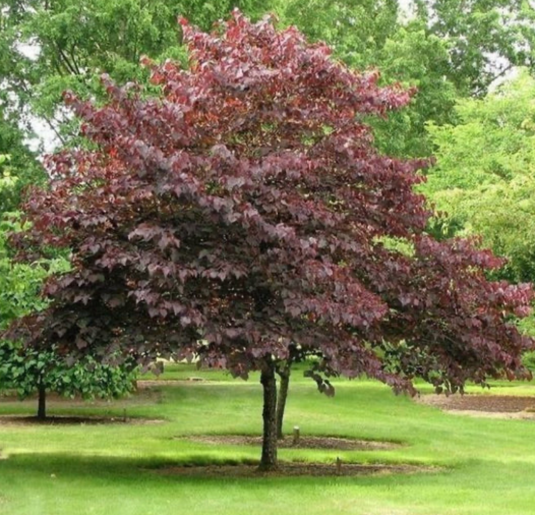 Burgundy Hearts Redbud 1.5"