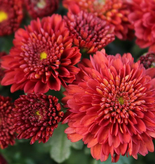 11" Mum HB