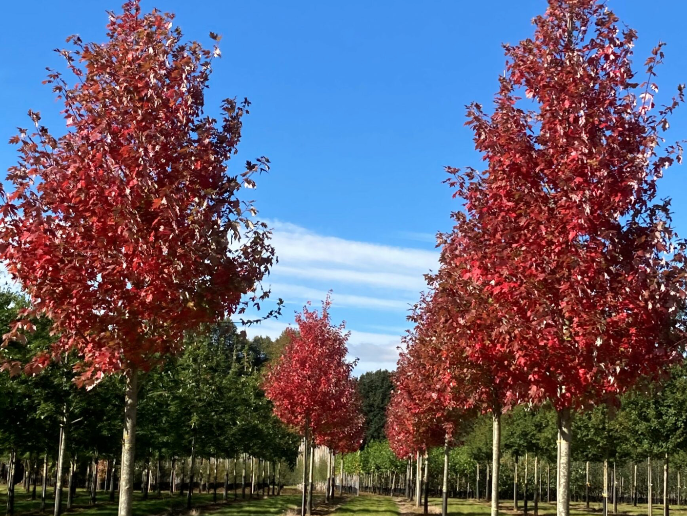 Autumn Blaze Maple 1.5"