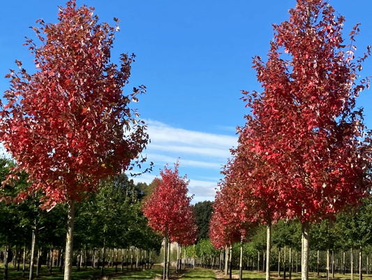 Autumn Blaze Maple 1.5"