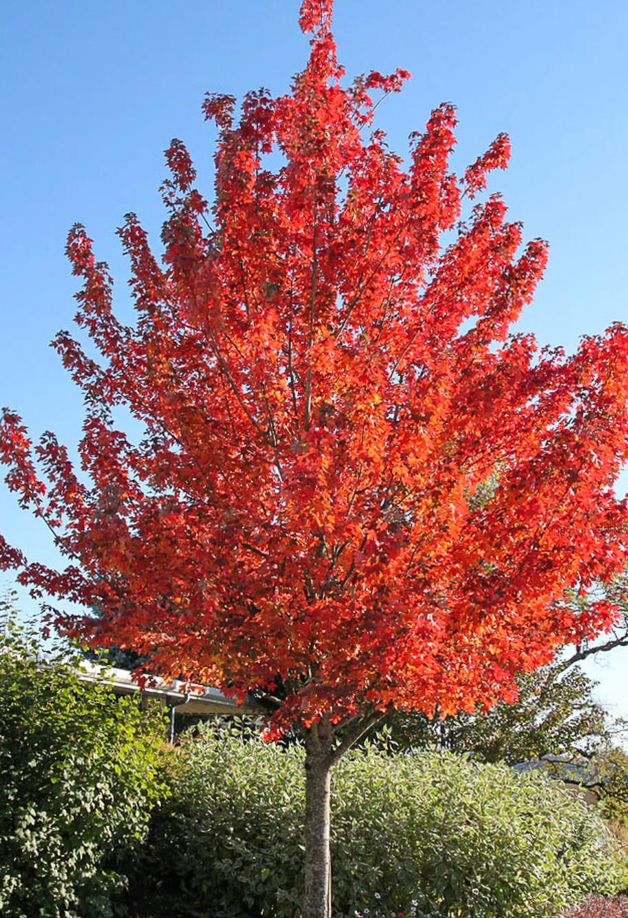 Redpointe Maple 2.5" B&B