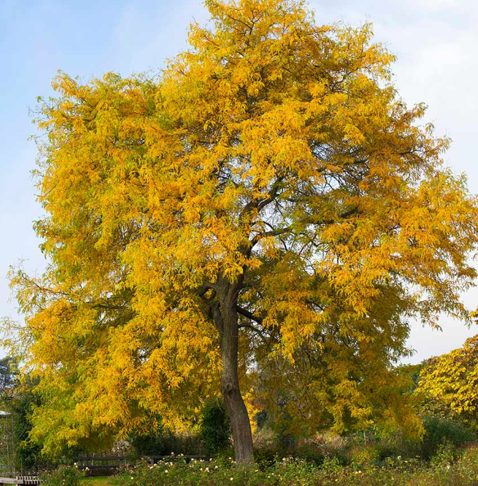 Shademaster Honeylocust 1.5" B&B