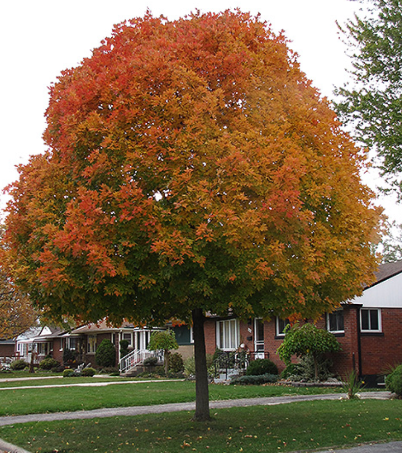 Autumn Radiance Red Maple 2" B&B