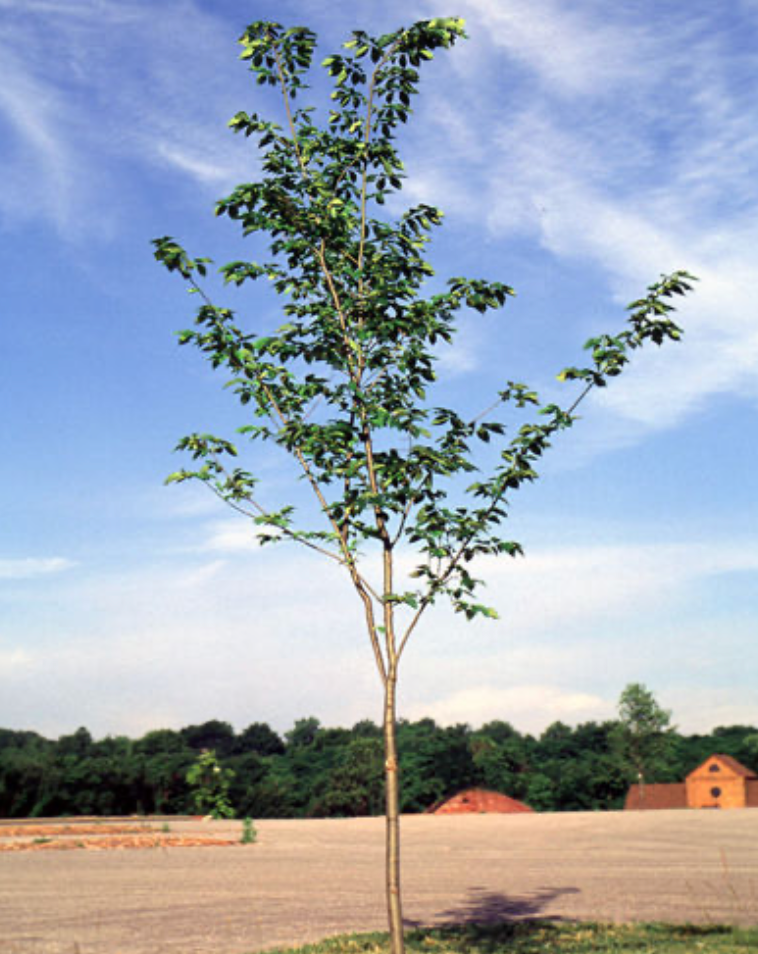 Valley Forge Elm (Potted)