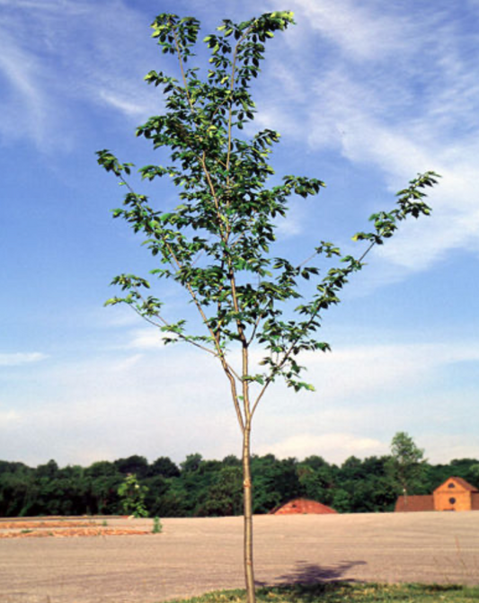 Valley Forge Elm (Potted)
