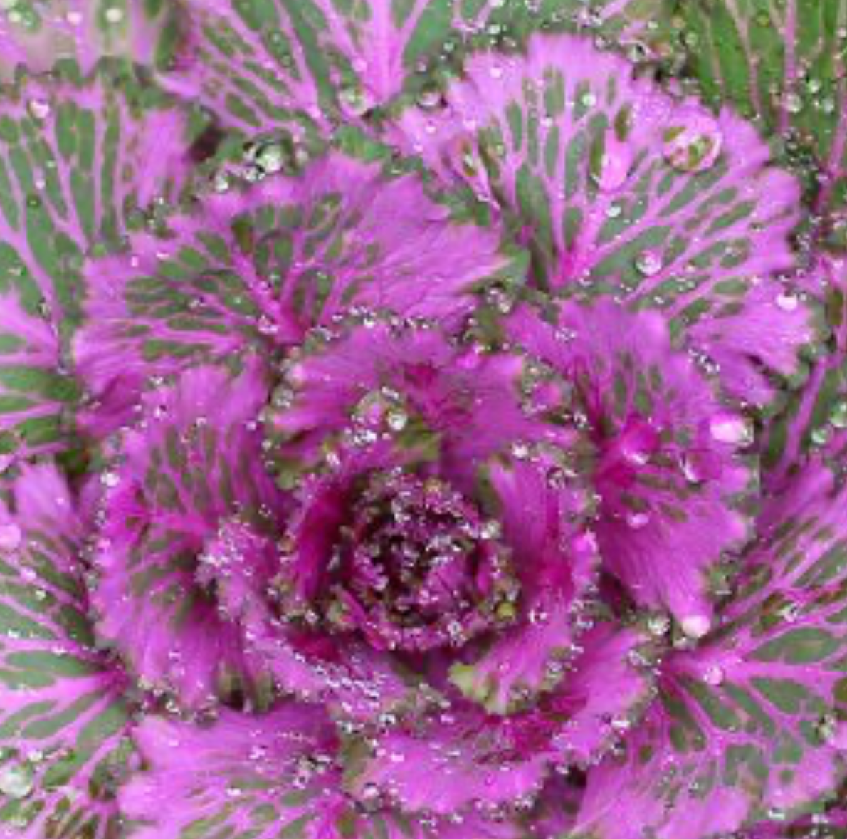 Flowering Kale 6"