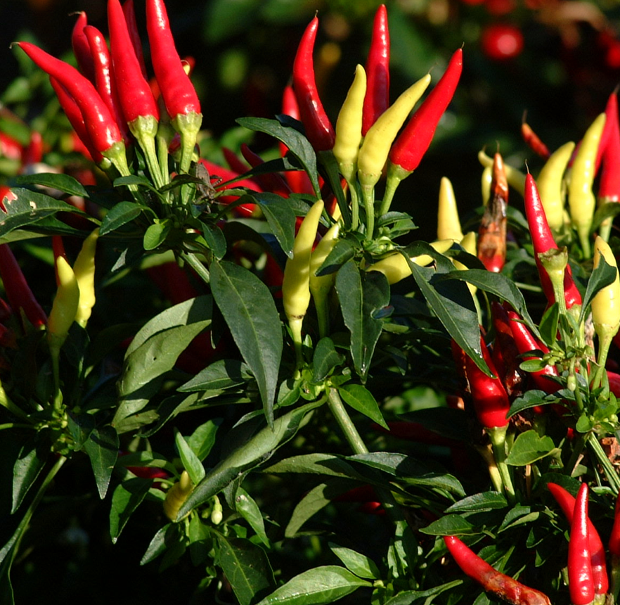 Pepper Fall Ornamental 4"