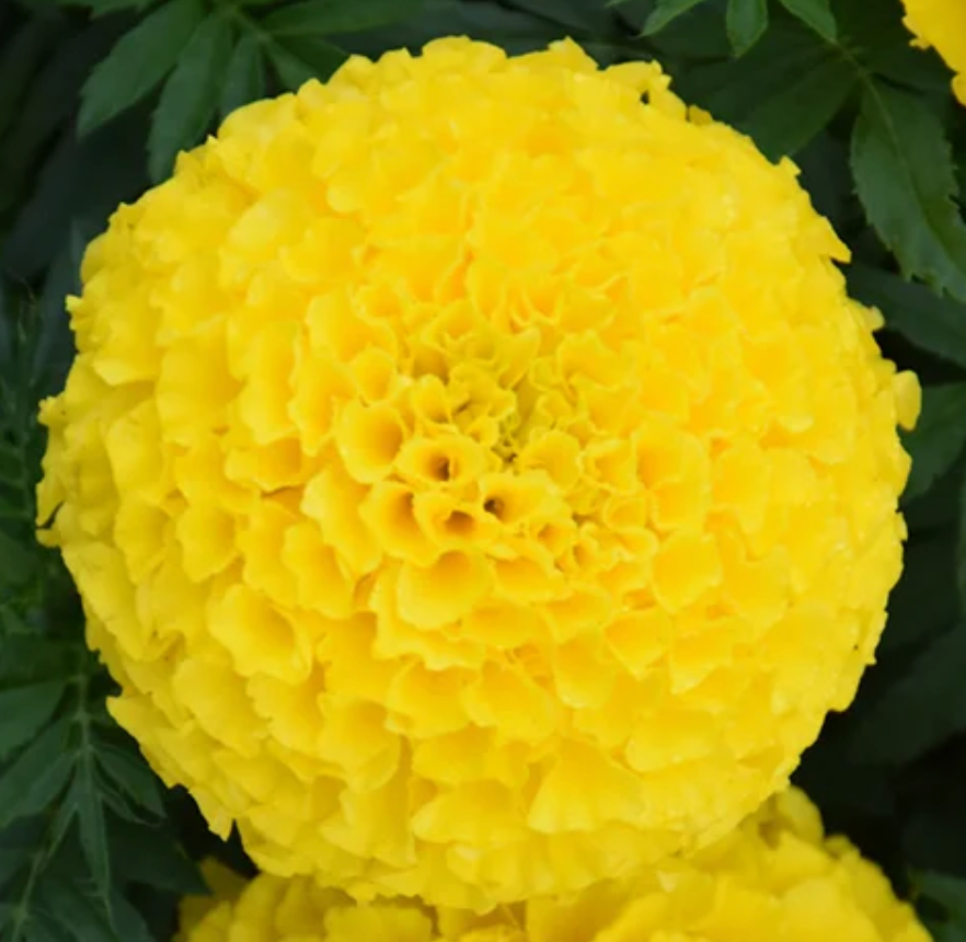 Marigold Fall 4.33" (Assorted)