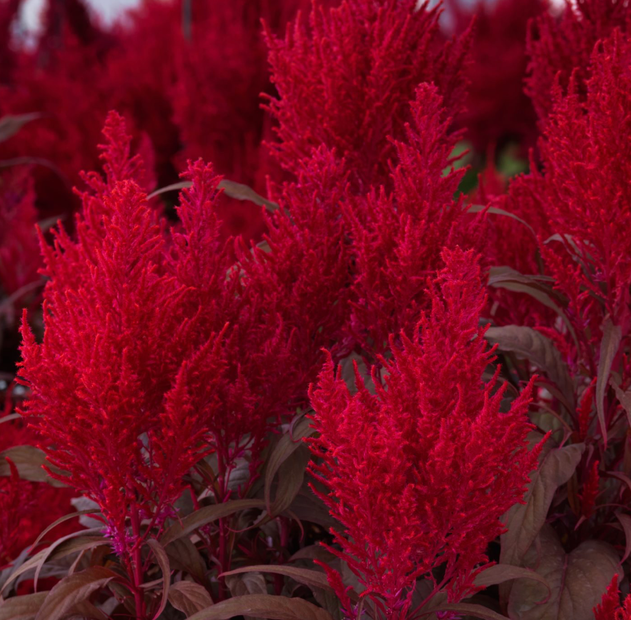 Celosia Dragon's Breath 6"