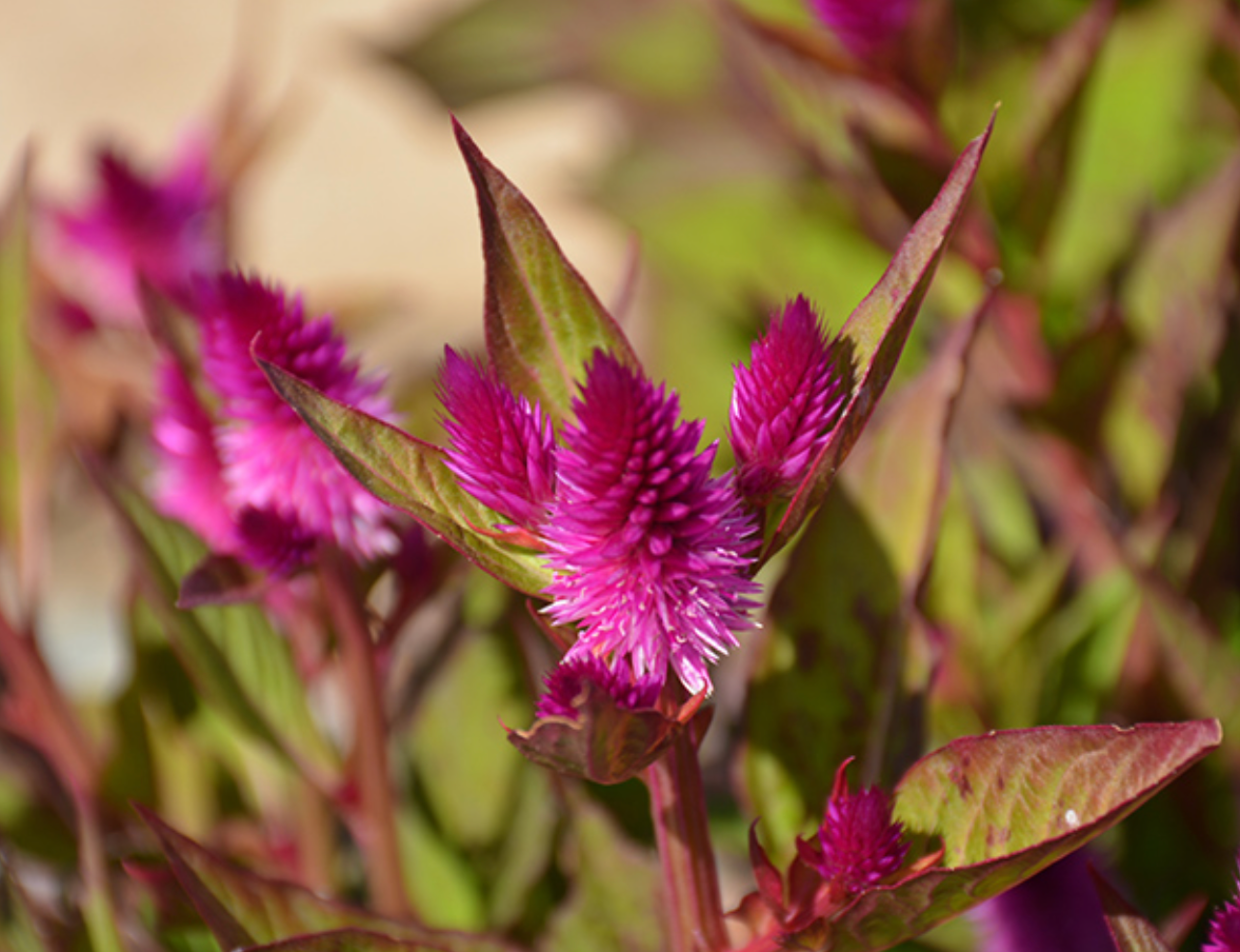 Celosia Intenz 6"