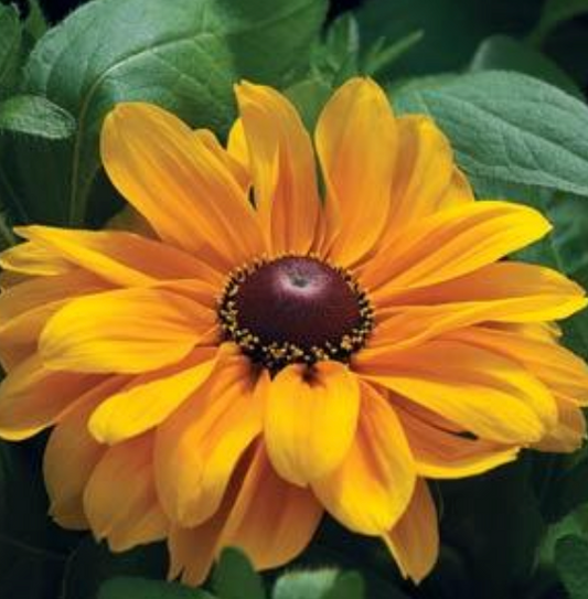 Rudbeckia Tiger Eye 6"