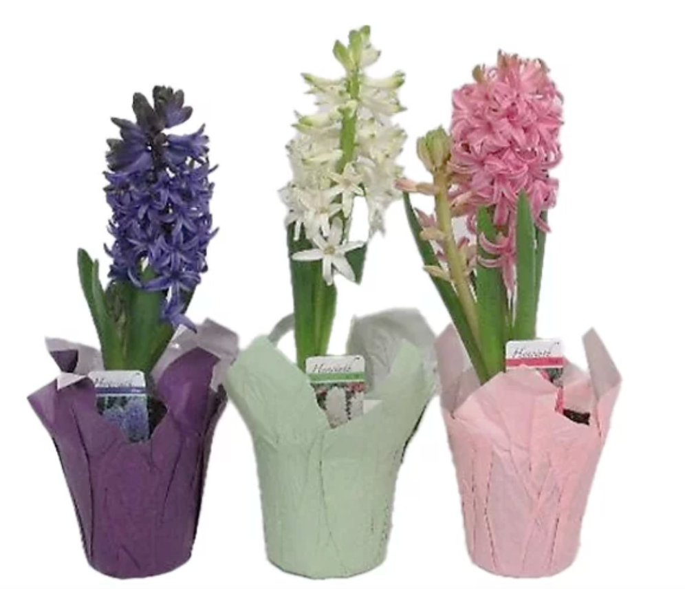 Hyacinth 4"