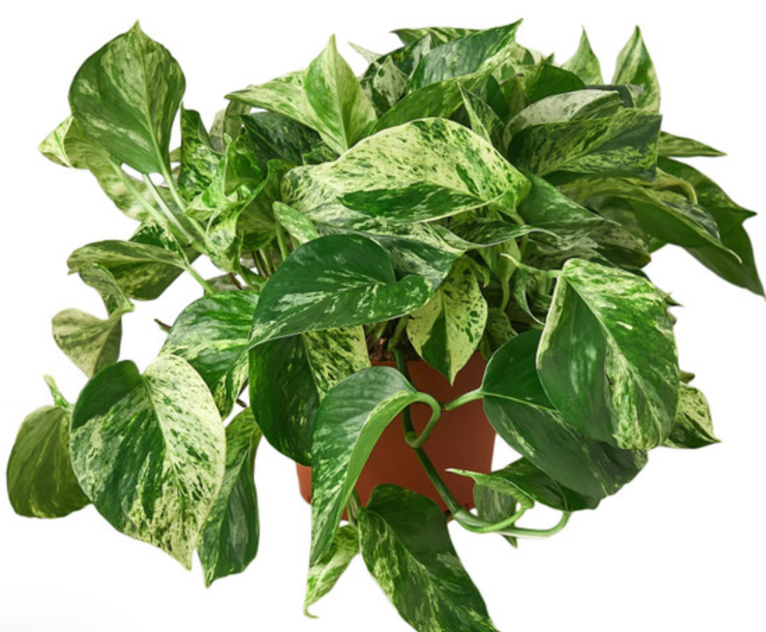 Pothos Marble Queen Hanging Basket 8"