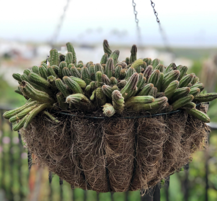 Cactus Hanging Basket 8"