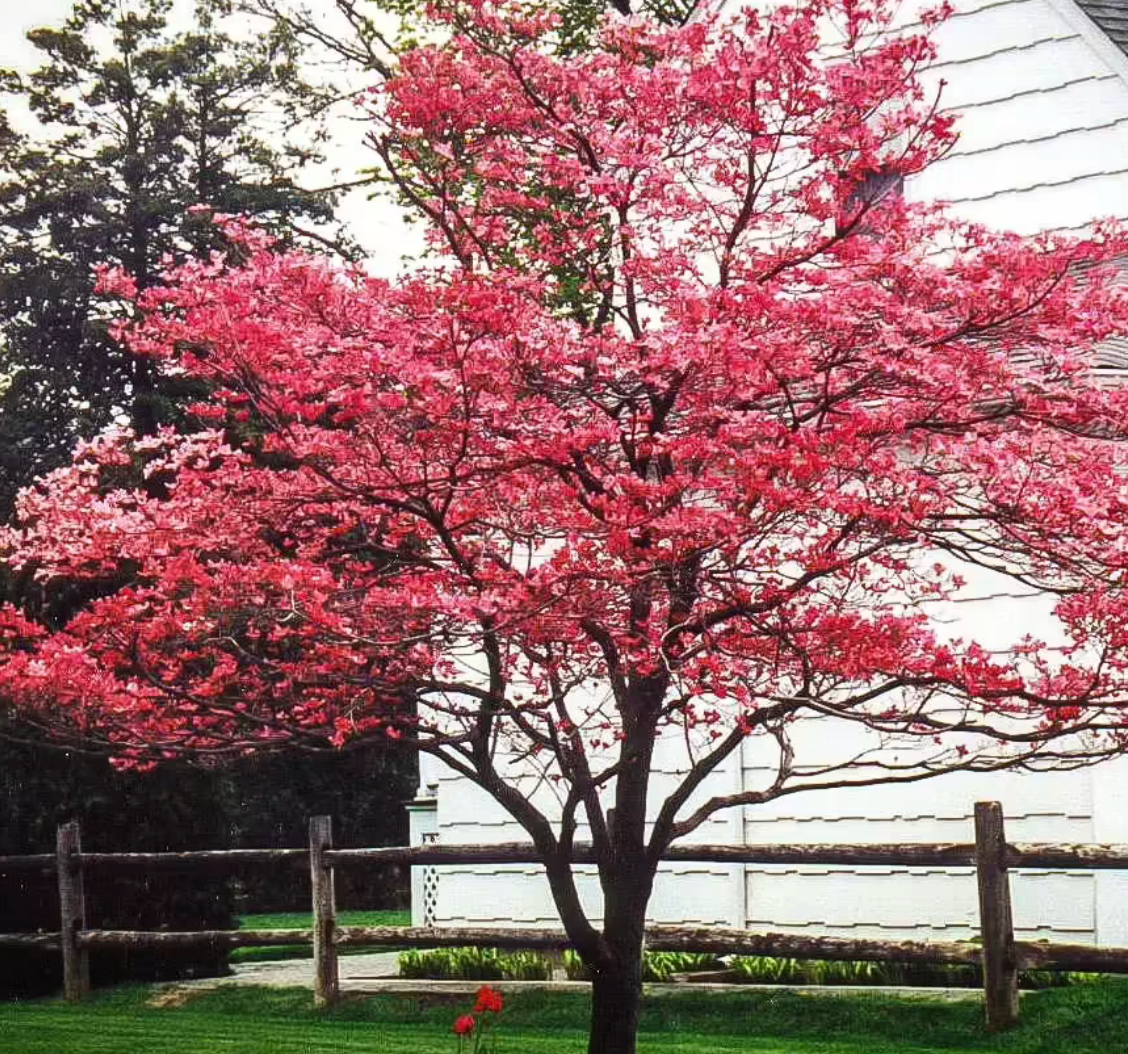 Cherokee Chief Dogwood 6'