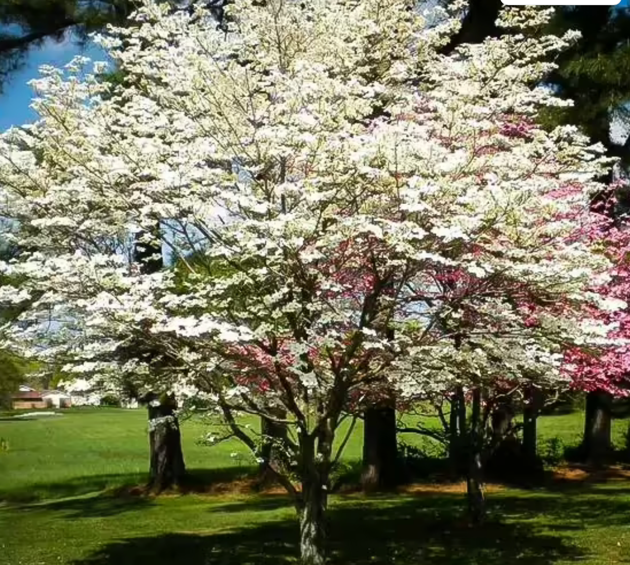 Cherokee Princess Dogwood 6'