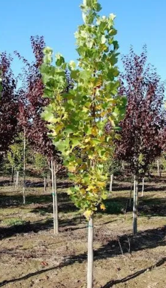 Tulip Tree 1.5"