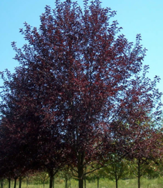 Canada Red Cherry 1.5"