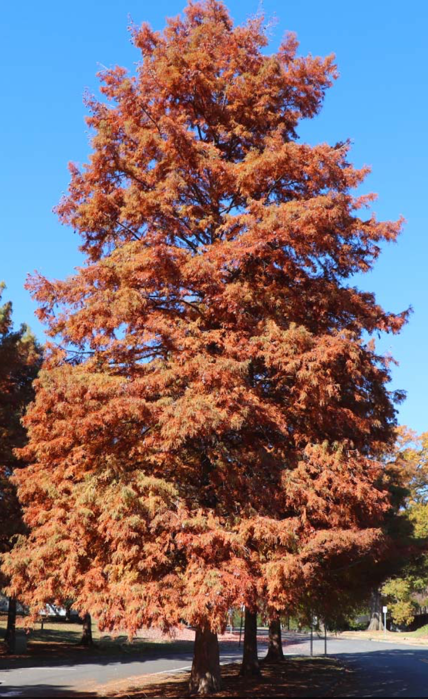 Dawn Redwood 1.5"