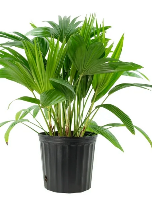 10" Chinese Fan Palm