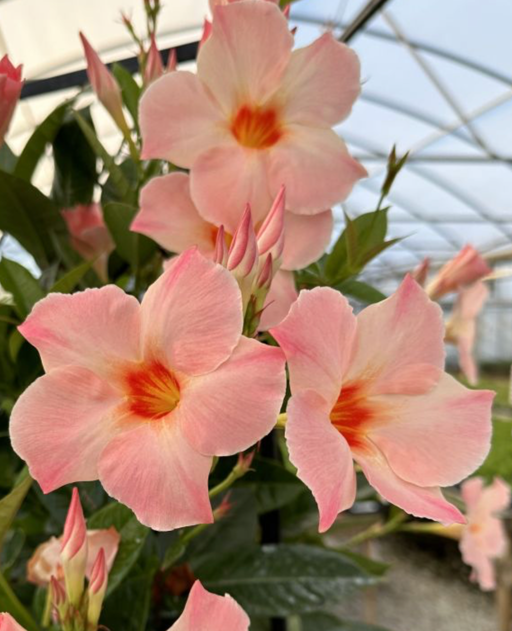 10" Mandevilla Peach Trellis