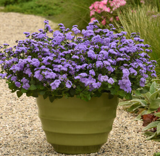 Ageratum Monarch Magic 1 Gallon