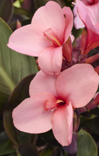 Canna Cannova Bronze Peach 1 Gallon