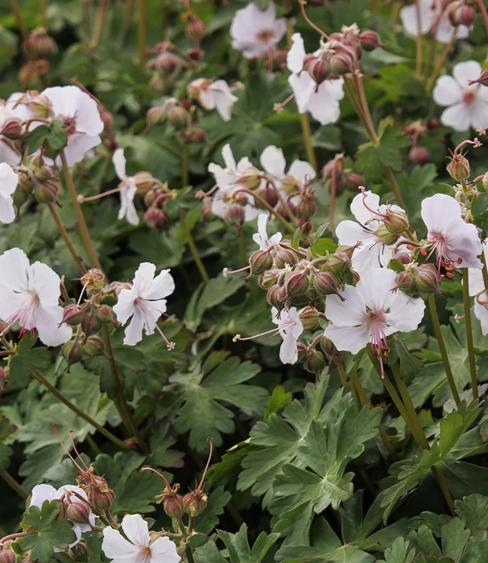 Geranium Biokovo #1