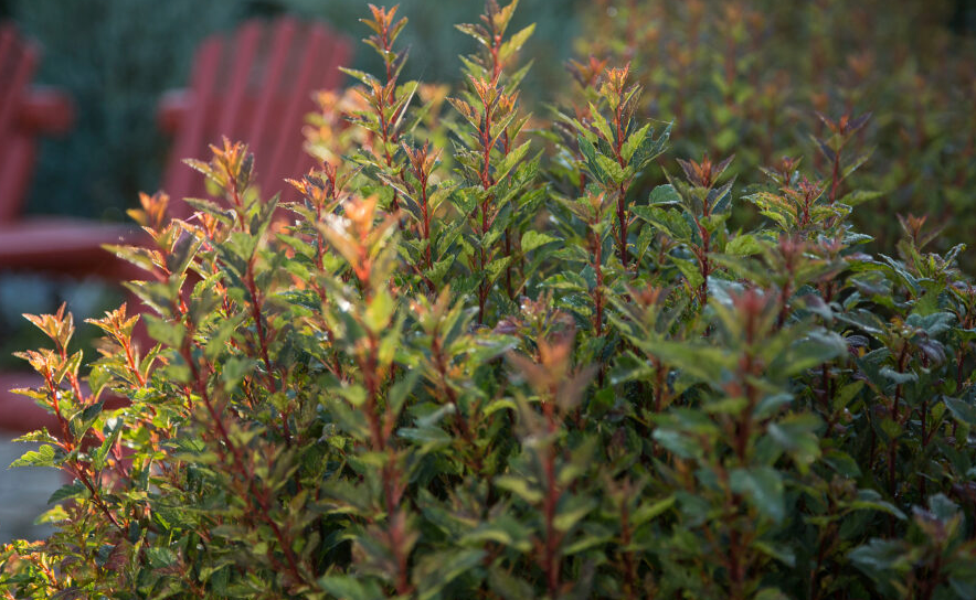 Ninebark Little Devil #3