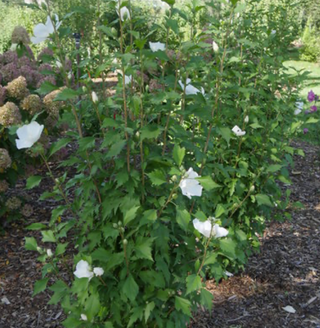 Hibiscus White Pillar #5