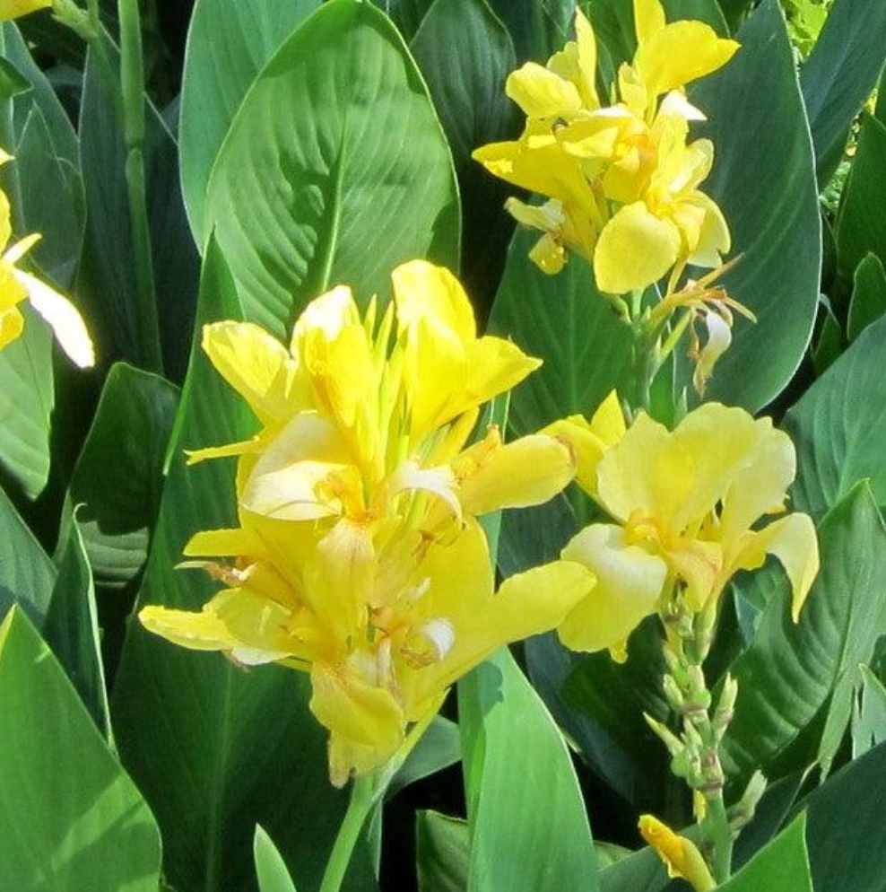 Canna Cannova Yellow 1 Gallon