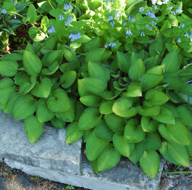 Hosta June #1