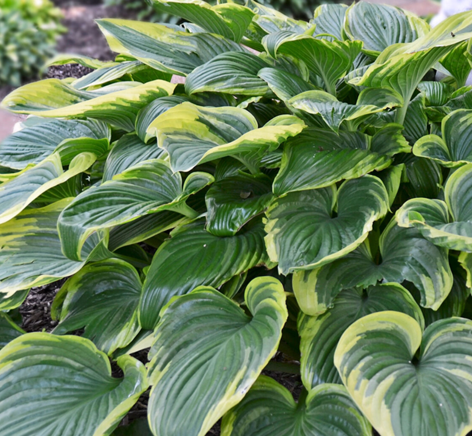 Hosta Victory #1