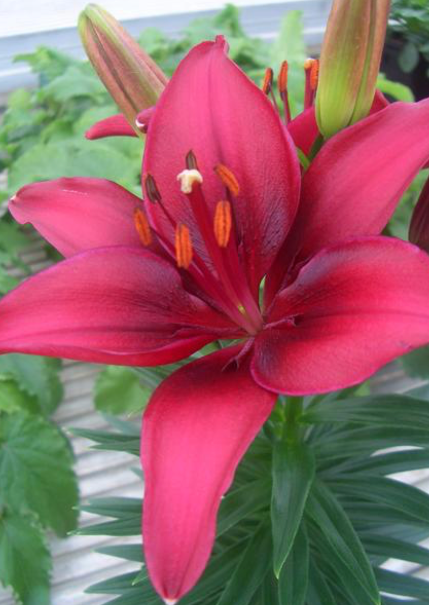 Lily Looks- Tiny Ghost #1