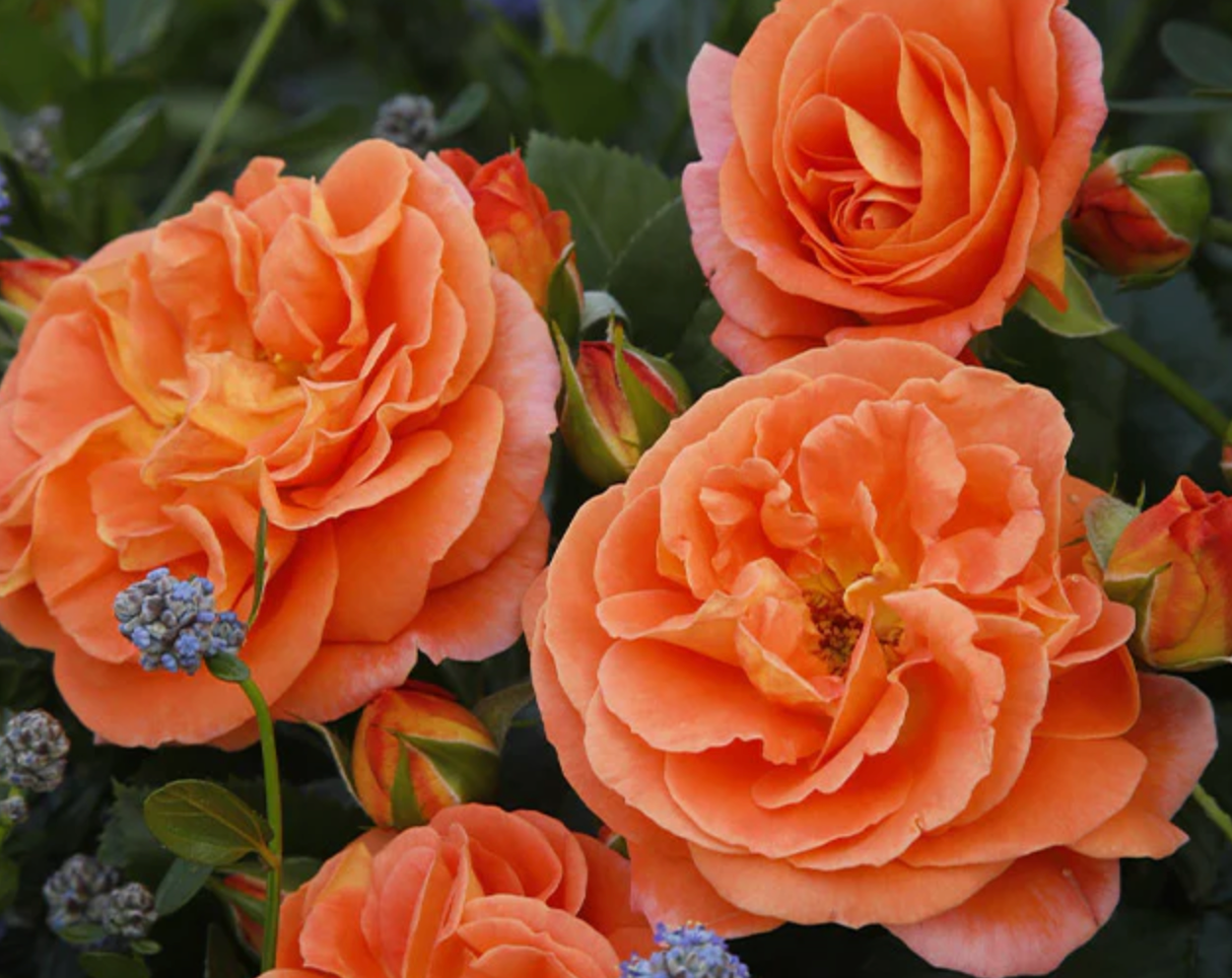 Rose flo Mango Veranda #2