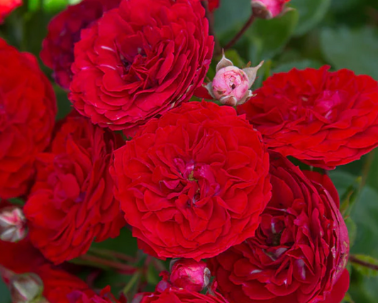 Rose flo Roxanne Veranda #2