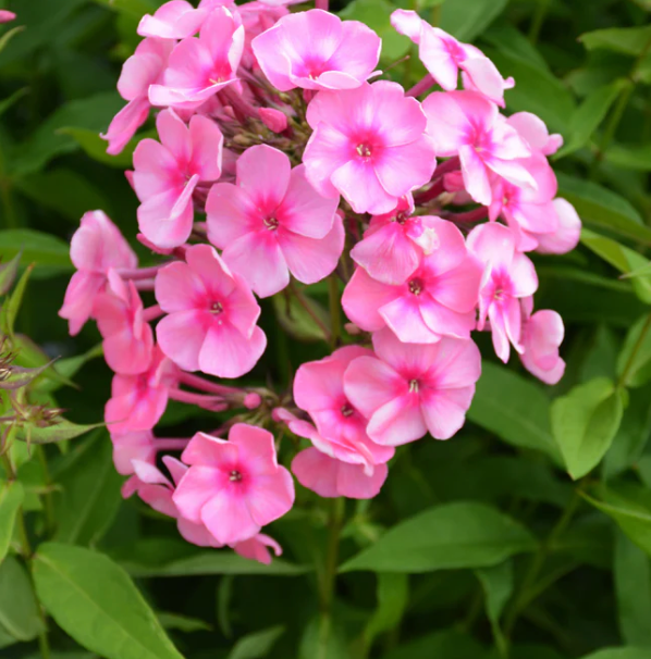 Phlox pan Candy Store Coral Creme Drop 8"
