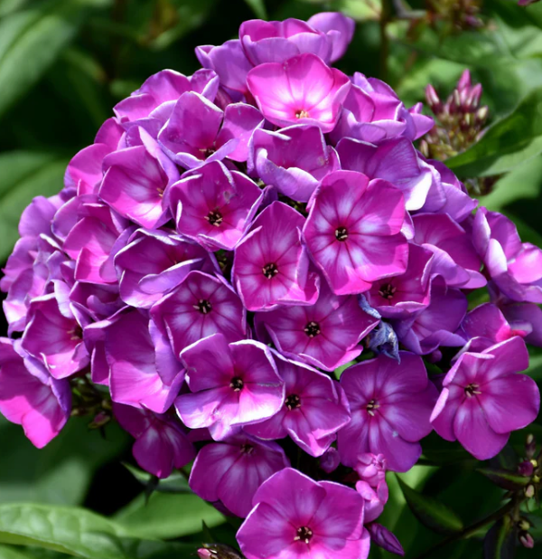 Phlox pan Candy Store Grape Lollipop 8"