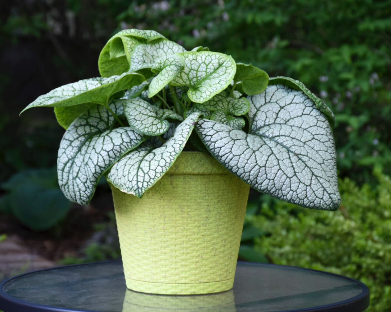 Brunnera mac 'Jack of Diamonds' 8"