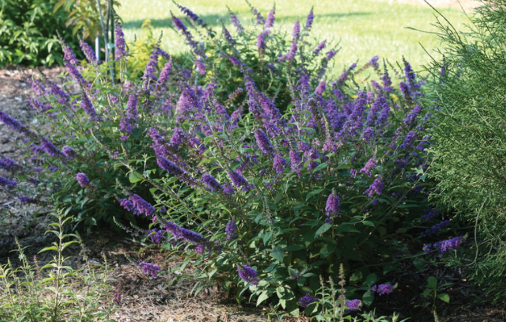 Butterfly Bush Lo & Behold Blue Chip Jr. #2