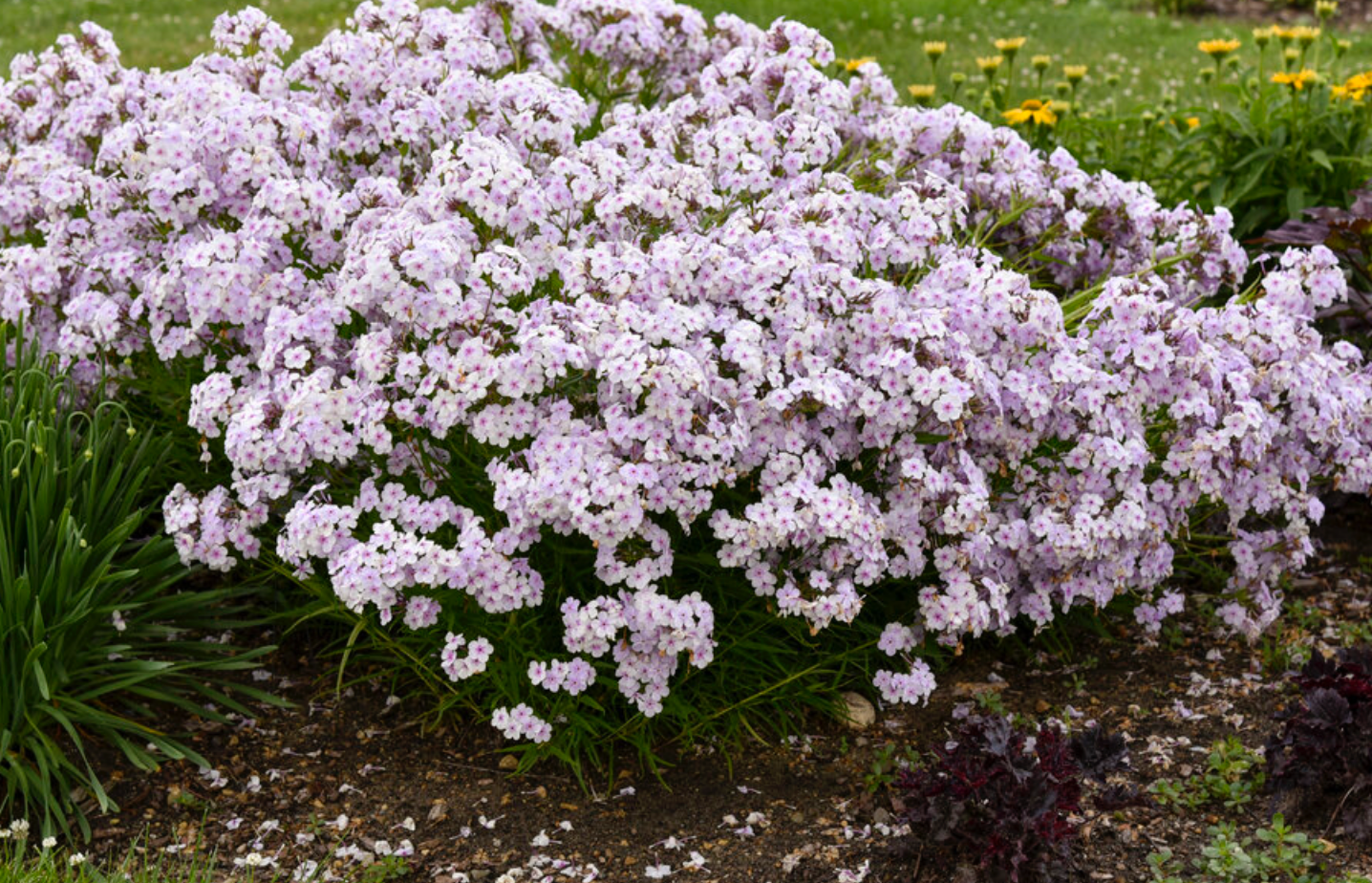 Phlox 'Opening Act Pink-a-Dot' 8"