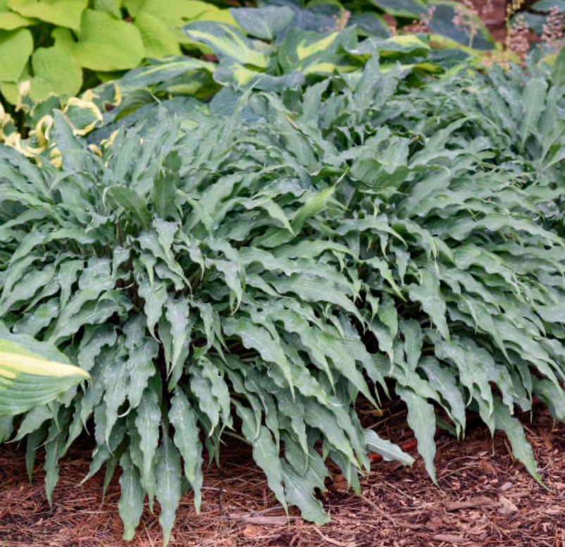 Hosta Silly String 8"