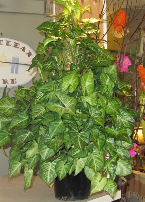 6" Pole White Butterfly