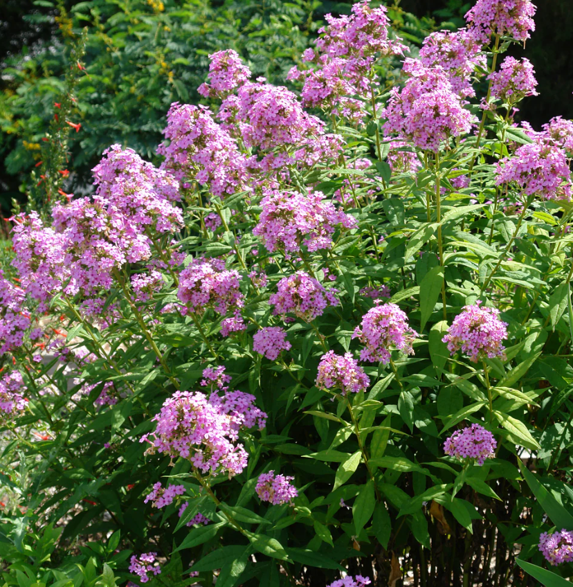 Phlox pan 'Jeana' #1