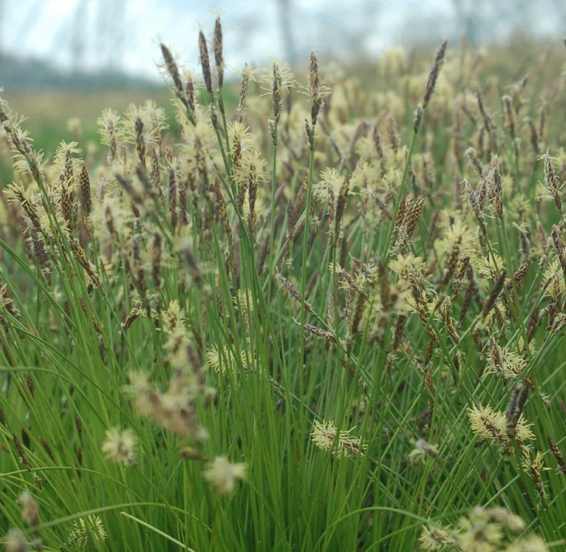 Carex Pennsylvanica (Pennsylvania sedge) #1