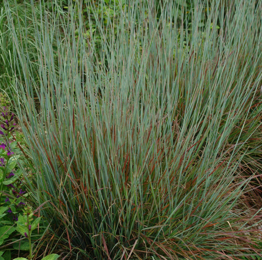 Schizachyrium Scoparium "Standing Ovation Little Bluestem" #1