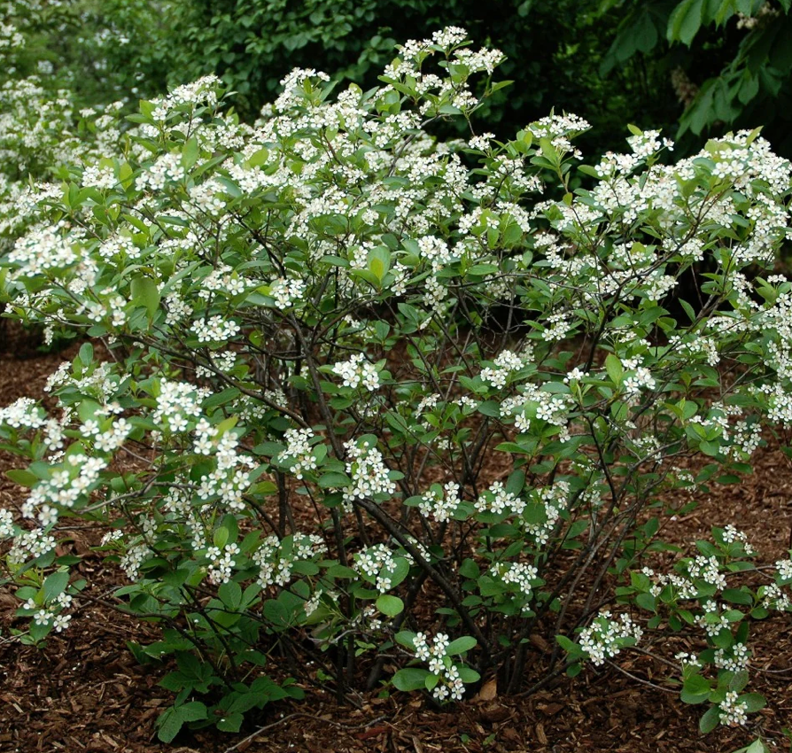 Aronia mel Iroquois Betty (Black Chokeberry)  #3