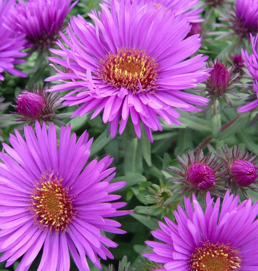 Aster nov-ang 'Purple Dome' #1