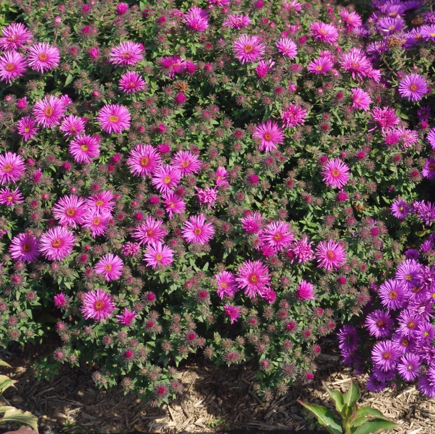 Aster nov-ang 'Vibrant Dome' #1